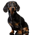 Load image into Gallery viewer, The Dachshund Knit