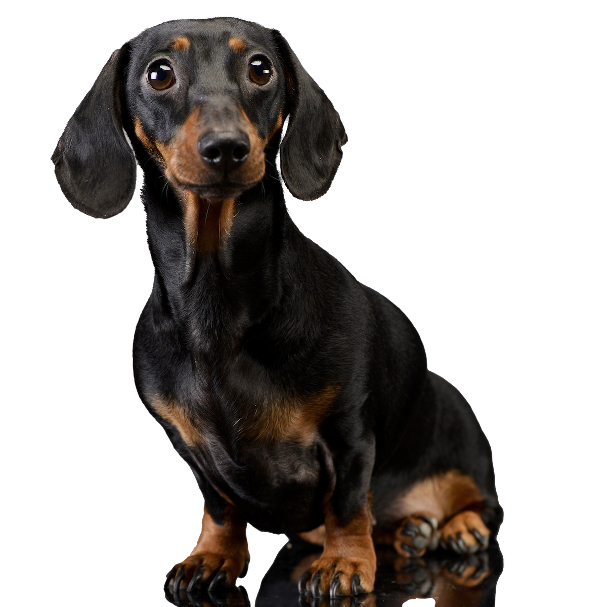 The Dachshund Knit