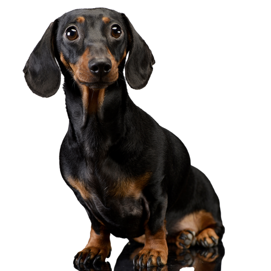 The Dachshund Knit