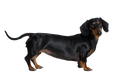 Load image into Gallery viewer, Black and tan dachshund standing on a white background
