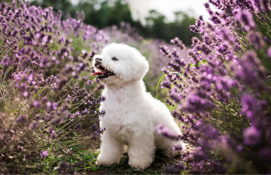 Small Dogs, Big Presence, Why Petite Pups Deserve the Best
