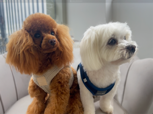 Gigi, a small toy poodle, and Bloom, a fluffy Maltese, sit side by side on a cushioned armchair with relaxed, content expressions.